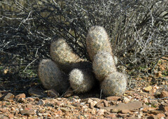 Escobaria alversonii