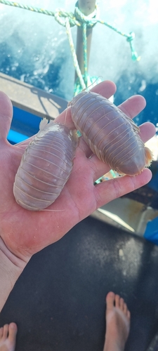 Bathynomus kapala