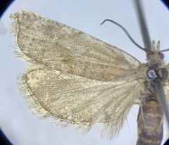 Hystrichophora asphodelana