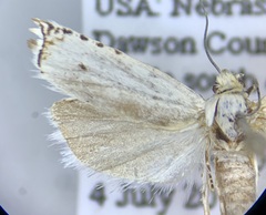 Hystrichophora vestaliana