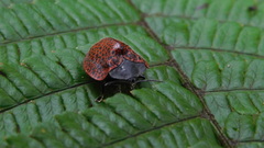 Cyrtonota textilis