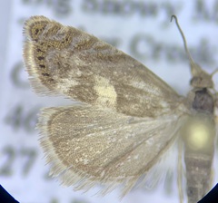 Dichrorampha simulana