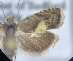 Dichrorampha simulana