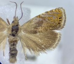 Dichrorampha bittana