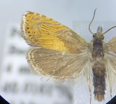 Dichrorampha bittana