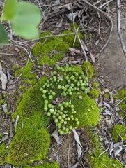Asterella palmeri