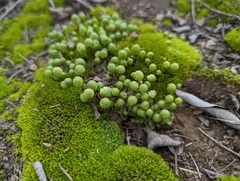 Asterella palmeri
