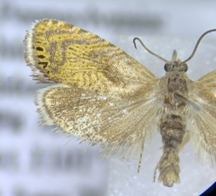 Dichrorampha bittana