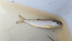 Oncorhynchus kisutch