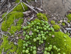 Asterella palmeri