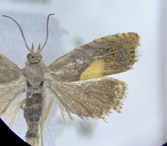 Dichrorampha bittana