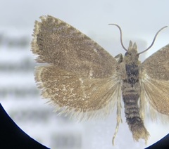 Dichrorampha sedatana