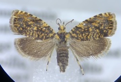 Dichrorampha leopardana