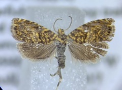 Dichrorampha leopardana