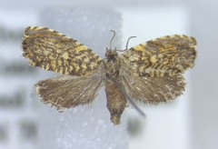 Dichrorampha leopardana