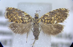 Dichrorampha leopardana