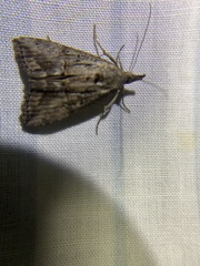 Hypena scabra