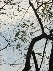 Pterocarpus macrocarpus