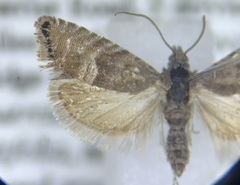 Sereda tautana