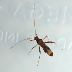 Paraxenetus guttulatus