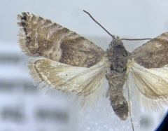 Sereda tautana