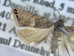 Sereda tautana