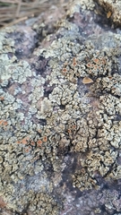 Rhizoplaca chrysoleuca