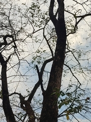 Pterocarpus macrocarpus