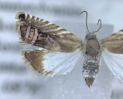 Grapholita eclipsana