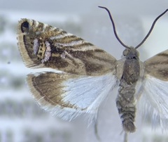 Grapholita eclipsana
