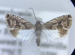 Grapholita eclipsana