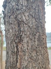 Pterocarpus macrocarpus