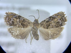 Grapholita prunivora