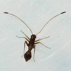 Paraxenetus guttulatus