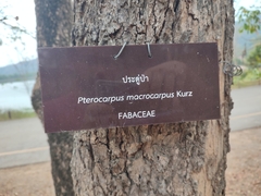 Pterocarpus macrocarpus