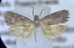 Grapholita packardi