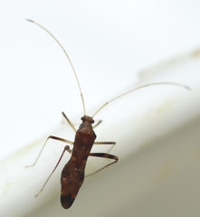 Paraxenetus guttulatus