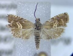 Grapholita interstinctana