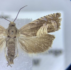 Grapholita tristrigana