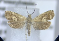 Grapholita delineana