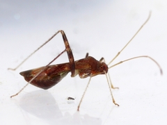 Paraxenetus guttulatus