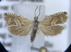 Grapholita delineana