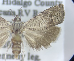 Ofatulena duodecemstriata