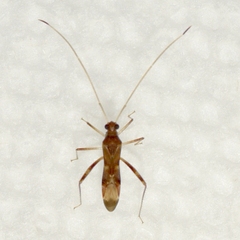 Paraxenetus guttulatus