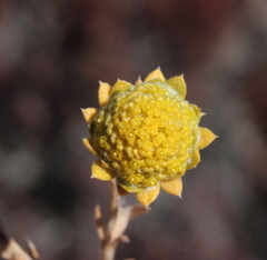 Angianthus halophilus