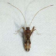 Paraxenetus guttulatus