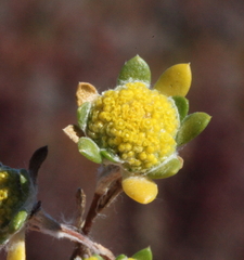 Angianthus halophilus