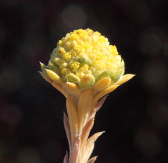 Angianthus halophilus