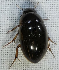 Tropisternus collaris