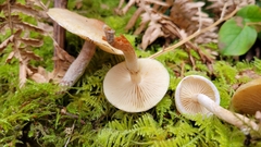 Pholiota decorata